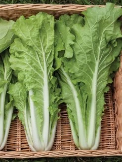 Silk Road Garden Organic Seed Collection, Set Of 6 -Plant Care Shop 8610264 tokyo bekana 02v