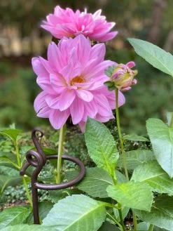 Arden Single Stem Supports, Set Of 2 -Plant Care Shop 8610375 5703 tif