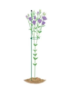 Peacock Mini Plant Support Rings 4", Set Of 2 -Plant Care Shop 8610386 peacock4x36