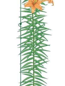 Peacock Mini Plant Support Rings 8", Set Of 2 -Plant Care Shop 8610388 Peacock8x36 tif