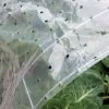 Ventilated Row Cover, 6.5' X 32.5' -Plant Care Shop 8610390 0647 tif