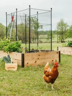 Tall Chicken Wire Critter Fence With Gate 19 Tall Chicken Wire Critter Fence With Gate -Plant Care Shop 8611020 316 tif