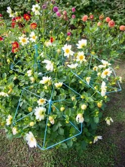 Parasol Plant Supports, Set Of 3 -Plant Care Shop 8611129 004 tif