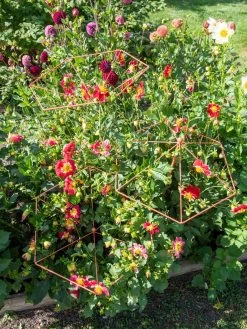 Parasol Plant Supports, Set Of 3 -Plant Care Shop 8611129 050 tif