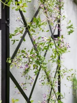 Lattice Gable Wall Trellis -Plant Care Shop 8611130 011