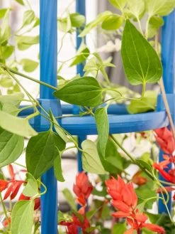 Fleur De Lis Obelisk, 67" -Plant Care Shop 8611663 0607 tif