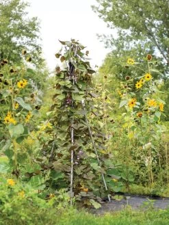 DIY Connector For Teepee Trellis -Plant Care Shop 8611896 062 tif