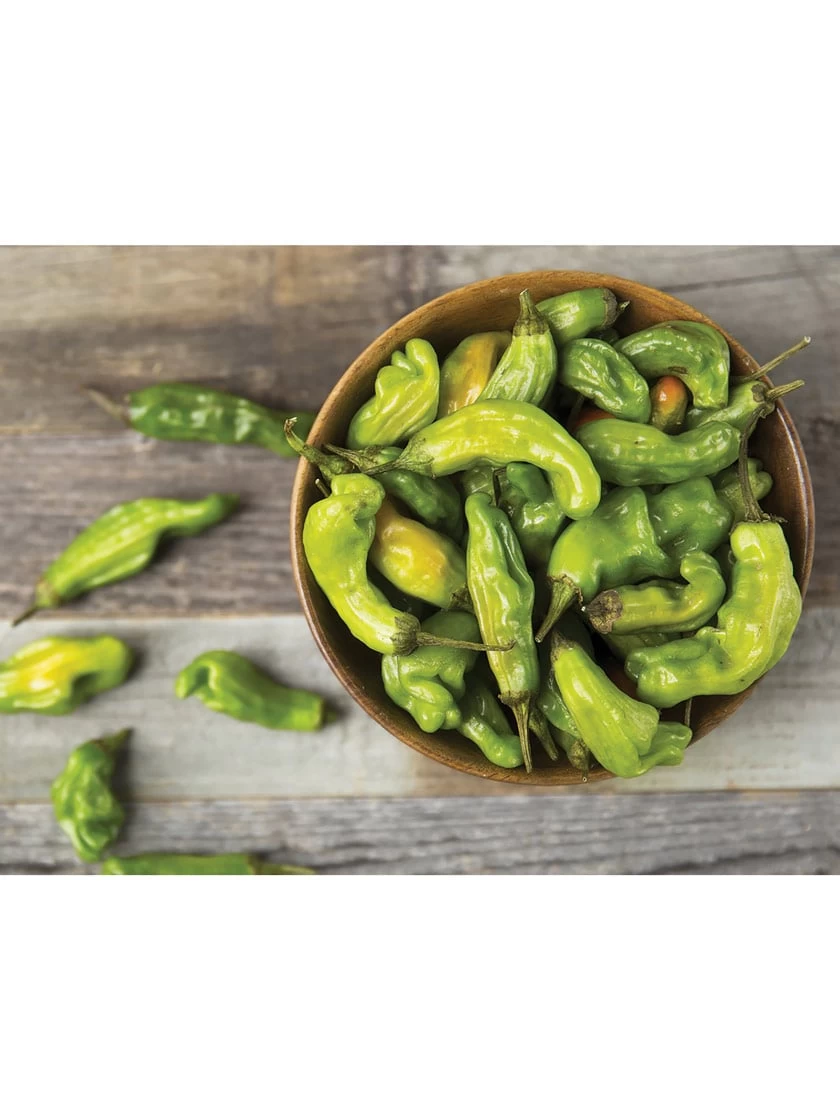 Shishito Pepper Organic Seeds 3 Shishito Pepper Organic Seeds