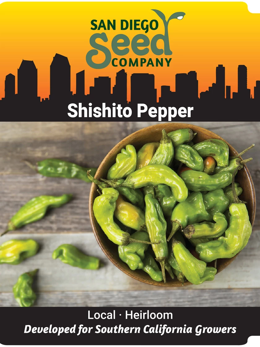 Shishito Pepper Organic Seeds 4 Shishito Pepper Organic Seeds - Image 2