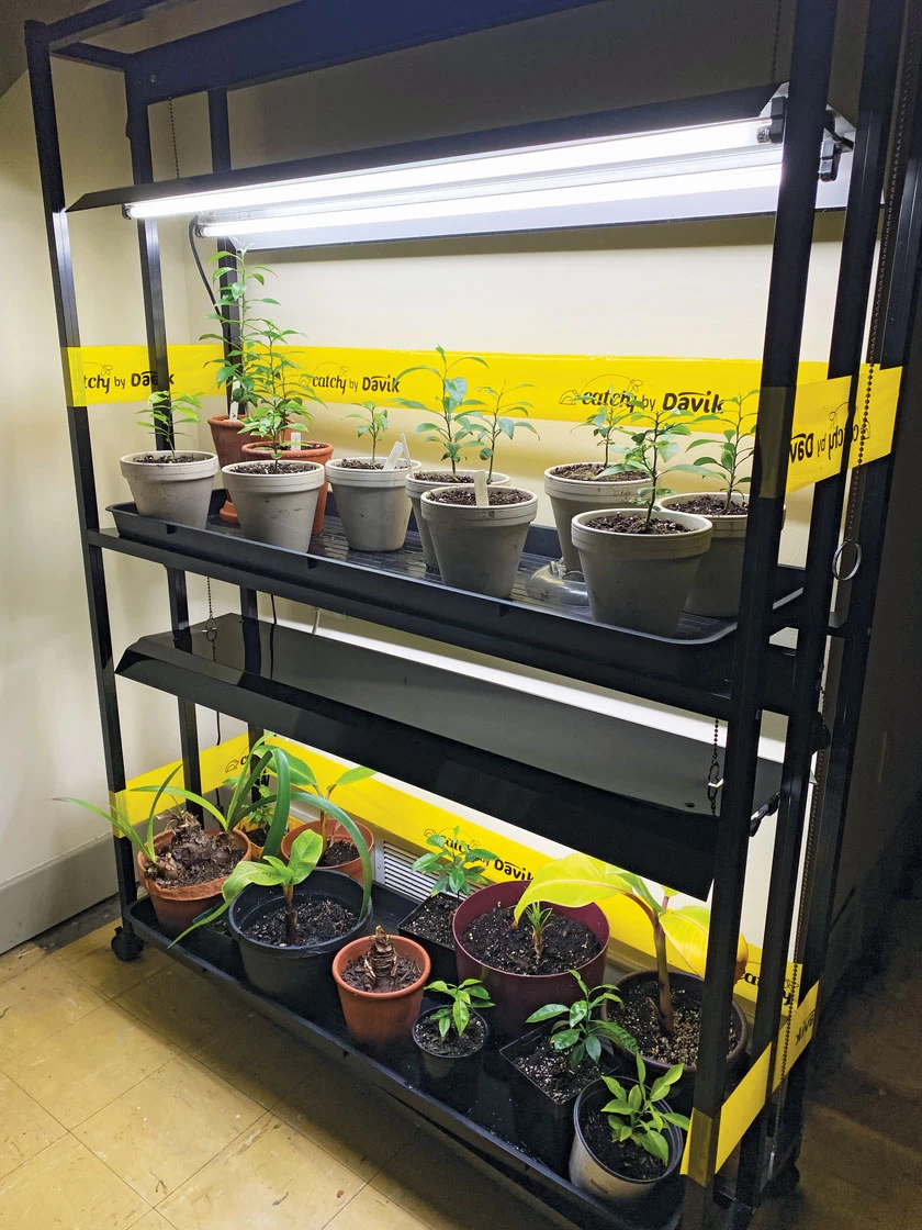 Catchy Natural Greenhouse Pest Protection Sticky Roll, 30’ 4 Catchy Natural Greenhouse Pest Protection Sticky Roll, 30’ - Image 2