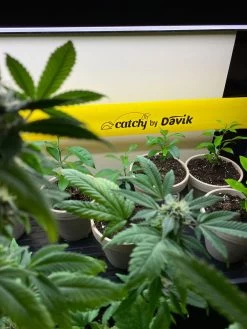 Catchy Natural Greenhouse Pest Protection Sticky Roll, 30’ 9 Catchy Natural Greenhouse Pest Protection Sticky Roll, 30’ -Plant Care Shop 8611979 8004