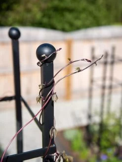 Essex Square Obelisk -Plant Care Shop 8611984 278 tif