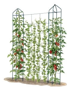 Zenith Trellis -Plant Care Shop 8612036 art tif