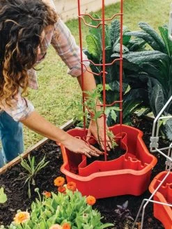 Deluxe Tomato Halos, Set Of 2 -Plant Care Shop 8612045 135 tif