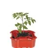 Deluxe Tomato Halos, Set Of 2 -Plant Care Shop 8612045 2009 tif