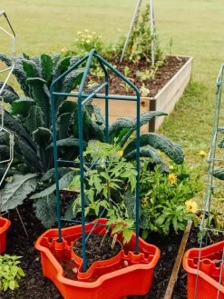 Deluxe Tomato Halos, Set Of 2 -Plant Care Shop 8612045 221 tif