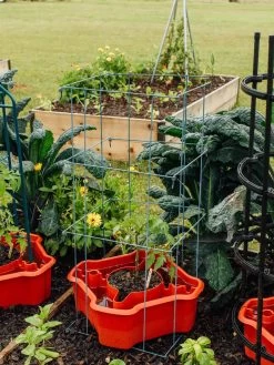 Deluxe Tomato Halos, Set Of 2 -Plant Care Shop 8612045 226 tif