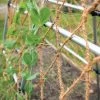 Coco Trellis Netting, 4' X 15' -Plant Care Shop 8612050 1124 tif