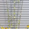 Flock Of Friends Wall Trellis 2 Flock Of Friends Wall Trellis -Plant Care Shop 8612636 0029 flock of friends wall trellis