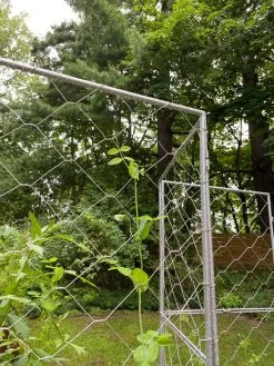 Chicken Wire Pea Trellis -Plant Care Shop 8612718 7302