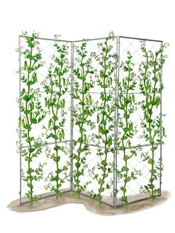 Chicken Wire Pea Trellis -Plant Care Shop 8612718 peatrellis art chicken wire pea trellis