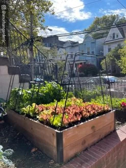 Zenith Garden Hoops, Set Of 4 -Plant Care Shop 8612816 02CUST