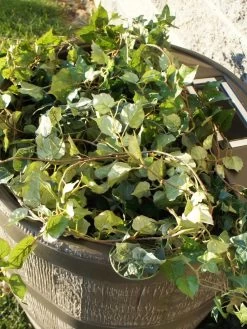 Round Rain Barrel With Planter, 35 Gallons -Plant Care Shop 8612856WALNT 03V tif