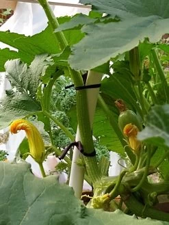 Farmyarn® Multipurpose Garden Tie, 2 Pack -Plant Care Shop 8612948 01v