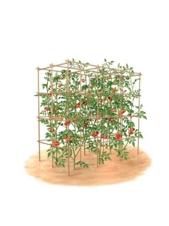 Tomato Six Pack Support -Plant Care Shop 8613143 art flat
