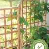 Bamboo Zig-Zag Trellis 24" X 36" -Plant Care Shop 8613151 15