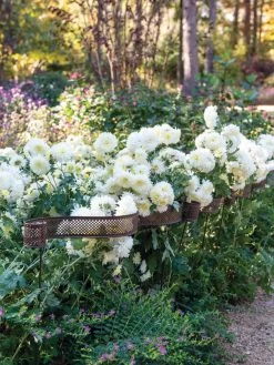 Scroll Linking Stakes, Set Of 3 10 Scroll Linking Stakes, Set Of 3 -Plant Care Shop 8613321 5195