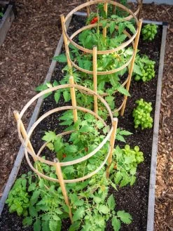 Bamboo Tomato Cages, Set Of 3 13 Bamboo Tomato Cages, Set Of 3 -Plant Care Shop 8613426 6916