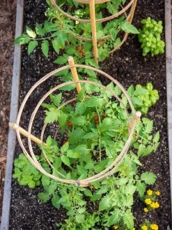 Bamboo Tomato Cages, Set Of 3 14 Bamboo Tomato Cages, Set Of 3 -Plant Care Shop 8613426 6921