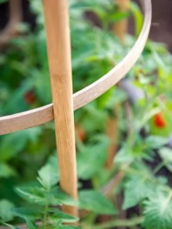 Bamboo Tomato Cages, Set Of 3 16 Bamboo Tomato Cages, Set Of 3 -Plant Care Shop 8613426 6924