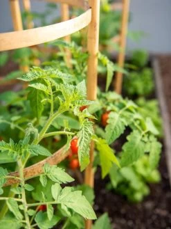 Bamboo Tomato Cages, Set Of 3 15 Bamboo Tomato Cages, Set Of 3 -Plant Care Shop 8613426 6934