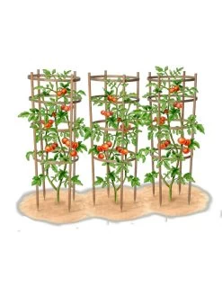 Bamboo Tomato Cages, Set Of 3 18 Bamboo Tomato Cages, Set Of 3 -Plant Care Shop 8613426 art