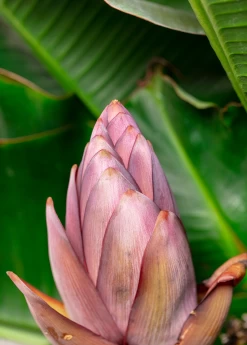 Banana 'Dwarf Cavendish' (Musa Acuminata) -Plant Care Shop 8 2b92d1b1 64d9 4952 8b6d c426a9e320fd