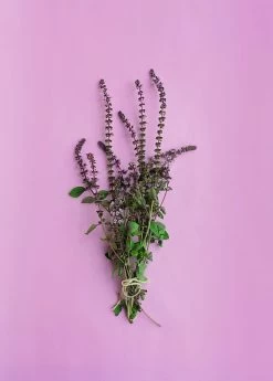 African Blue Basil (Ocimum Kilimandscharicum × Basilicum 'Dark Opal') -Plant Care Shop African Blue Basil Plant for Sale SowExotic