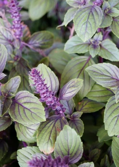 African Blue Basil (Ocimum Kilimandscharicum × Basilicum 'Dark Opal') -Plant Care Shop African Blue basil plant for sale SowExotic