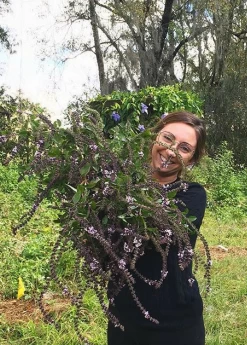 African Blue Basil (Ocimum Kilimandscharicum × Basilicum 'Dark Opal') -Plant Care Shop African blue basil plant for sale SowExotic.com