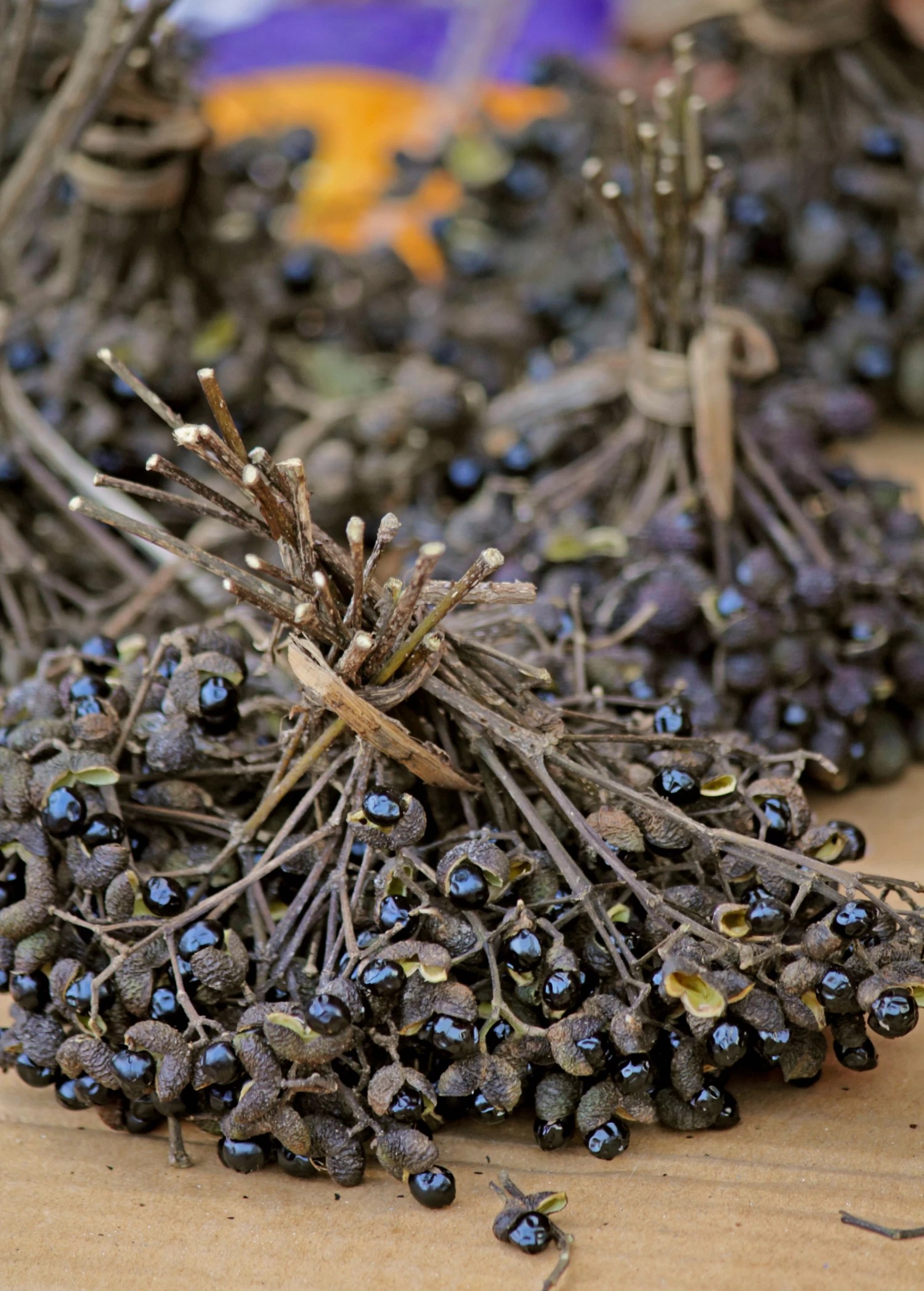 Allspice (Pimenta Dioica) 7 Allspice (Pimenta Dioica) - Image 5