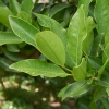 Allspice (Pimenta Dioica)