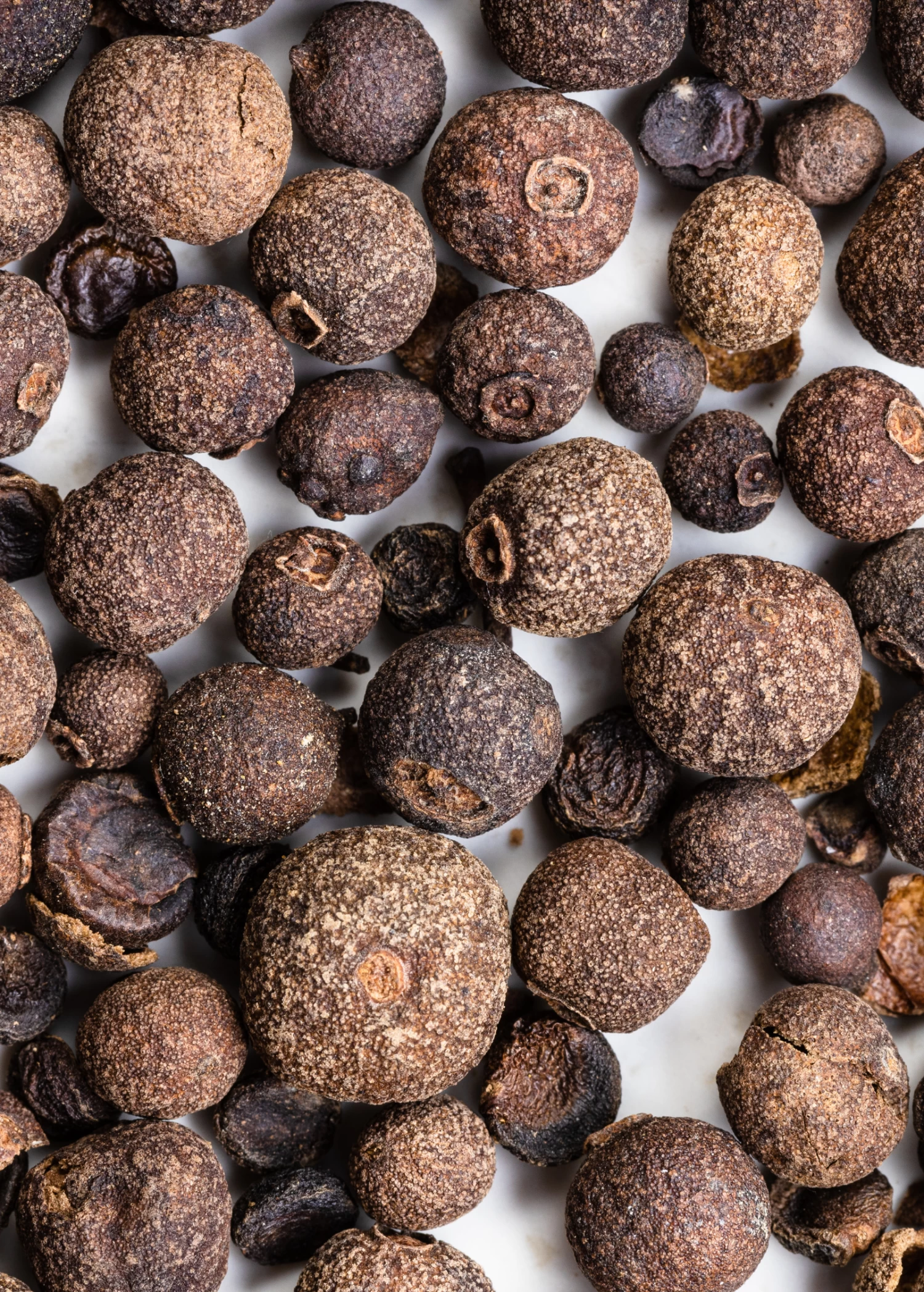 Allspice (Pimenta Dioica) 6 Allspice (Pimenta Dioica) - Image 4