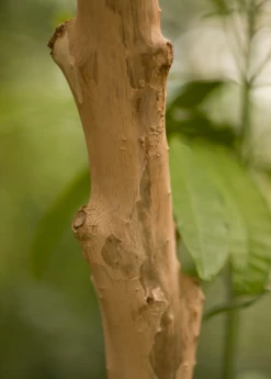 Allspice (Pimenta Dioica) 10 Allspice (Pimenta Dioica) -Plant Care Shop Allspice Pimentadioica plant for sale SowEXotic.com