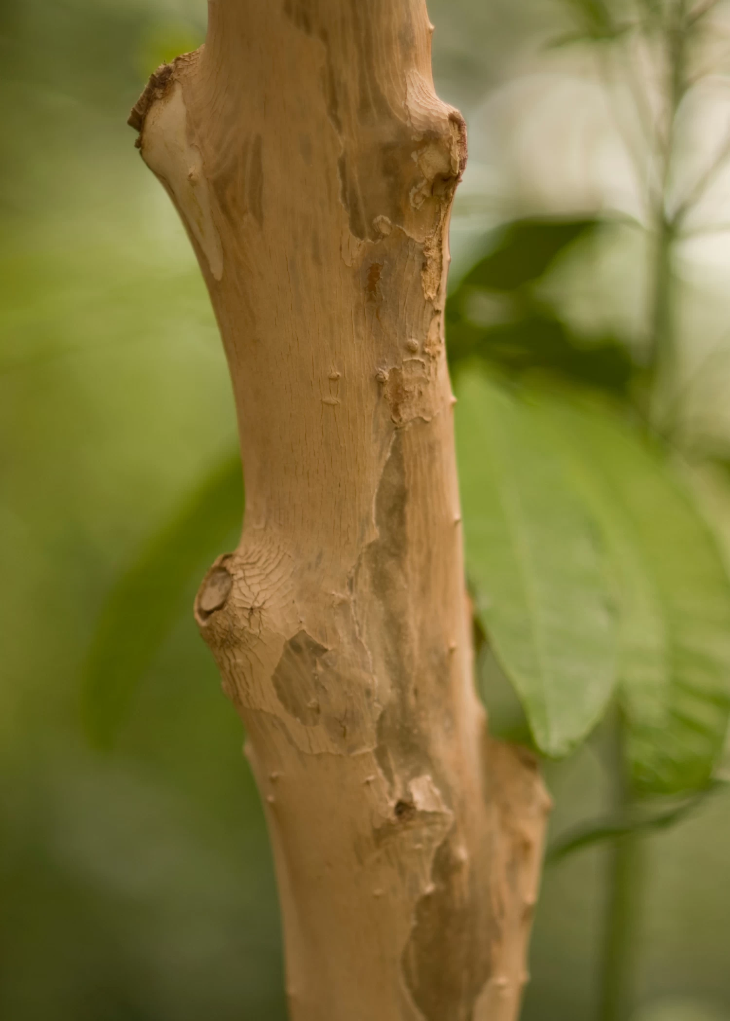 Allspice (Pimenta Dioica) 5 Allspice (Pimenta Dioica) - Image 3