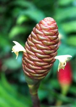 Awapuhi Shampoo Ginger (Zingiber Zerumbet) -Plant Care Shop Awapuhiavocado