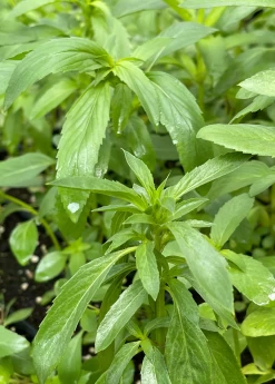 Bergamot 'Lemon' (Monarda Citriodora) -Plant Care Shop Bergamot Lemon Monardacitriodora sowexotic 1
