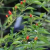 Bird Pepper (Capsicum Annuum Var. Glabriusculum) -Plant Care Shop BirdPepper Capsicumannuumvar.glabriusculum SowExoticLivePlantforSale