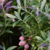 Blueberry 'Native Florida' (Vaccinium Darrowii) -Plant Care Shop Blueberry Native Florida Vaccinium darrowii Sow Exotic