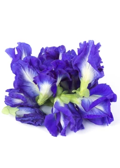Butterfly Pea (Clitoria Ternatea) -Plant Care Shop ButterflyPea Clitoriaternatea sowexotic 1